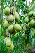 اسپاندیاس پیناتا